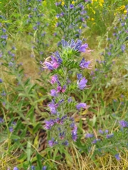 Echium vulgare