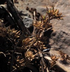 Minuartia meyeri