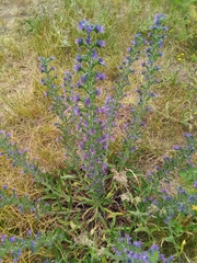 Echium vulgare