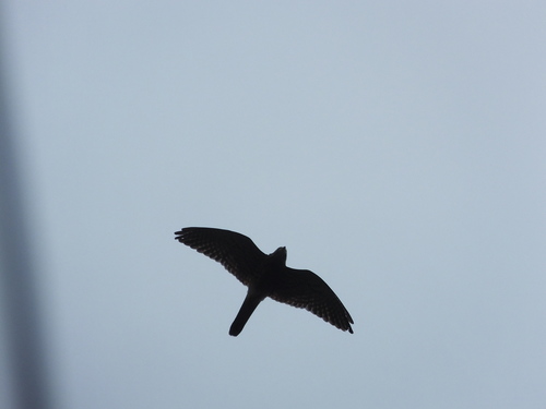 Spotted Kestrel (Falco moluccensis)