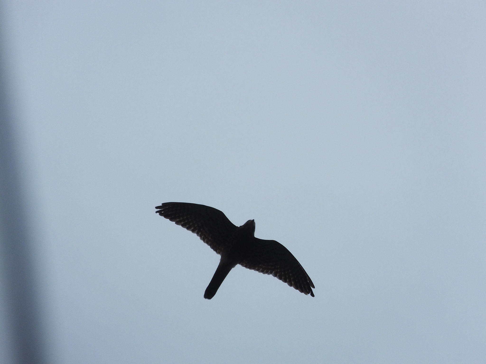 Spotted Kestrel illustration
