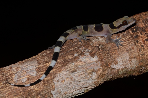 Nkoelon Half-toed Gecko, Hemidactylus coalescens