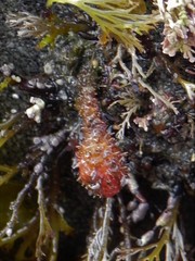Boltenia villosa