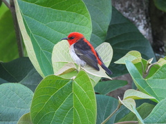 Sulawesi Myzomela photo 2