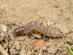 Panorpa japonica