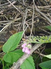 Symphytum × uplandicum