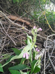 Symphytum × uplandicum