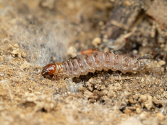 Panorpa japonica