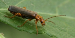 Cantharinae