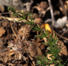 Galium libanoticum