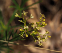 Galium libanoticum