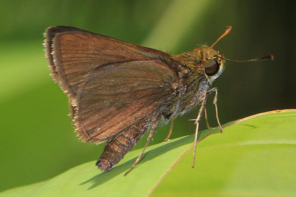 Dun Skipper (Butterflies And Skippers Of GSMNP) · INaturalist