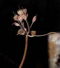 Allium pseudostamineum