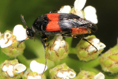 Macrosiagon cruenta