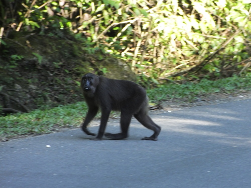 Moor Macaque