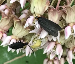 Acoloithus falsarius