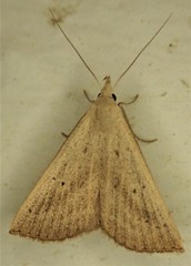 Macrochilo louisiana