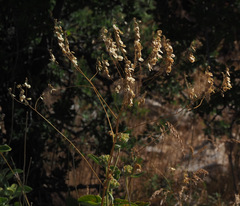 Peltaria angustifolia