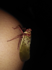 Copidocephala guttata