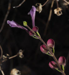 Scutellaria brevibracteata
