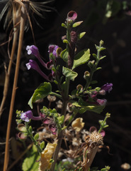 Scutellaria brevibracteata