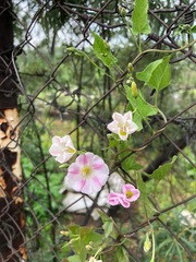 Convolvulus arvensis