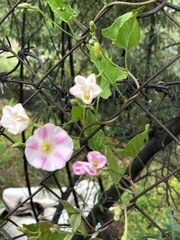 Convolvulus arvensis