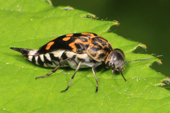 Hoshihananomia octopunctata