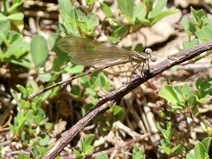 Argia sedula