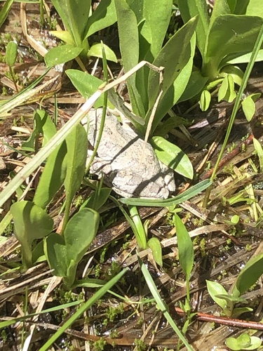 iNaturalist observation photo of Pacific chorus frog