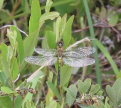 Leucorrhinia frigida
