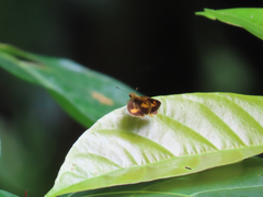 Oriens paragola