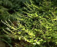 Endostemon obtusifolius