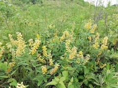 Eriosema psoraleoides