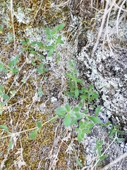 Cerastium alpinum