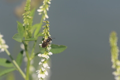Taeniandrena