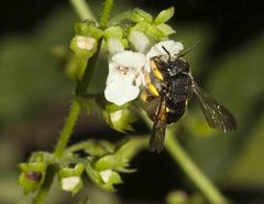 Endostemon obtusifolius