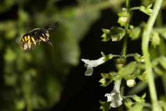 Endostemon obtusifolius