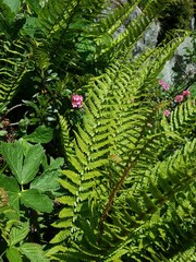Athyrium distentifolium
