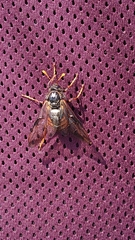 Cimbex femoratus