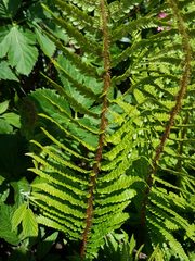 Athyrium distentifolium