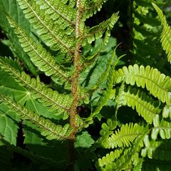 Athyrium distentifolium