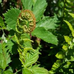 Athyrium distentifolium