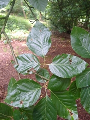 Fagus sylvatica
