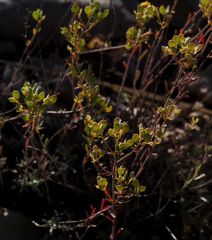 Odontarrhena muralis