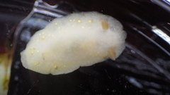 Cadlina