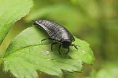 Necrophila americana