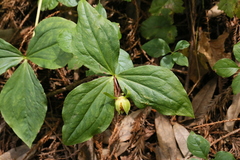 Trillium ovatum ovatum