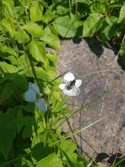 Sericomyia lata