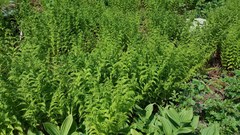 Athyrium distentifolium